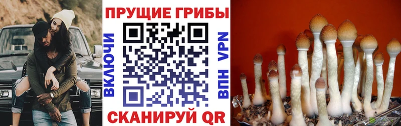 Купить закладки Грязи Псилоцибиновые грибы мухоморы
